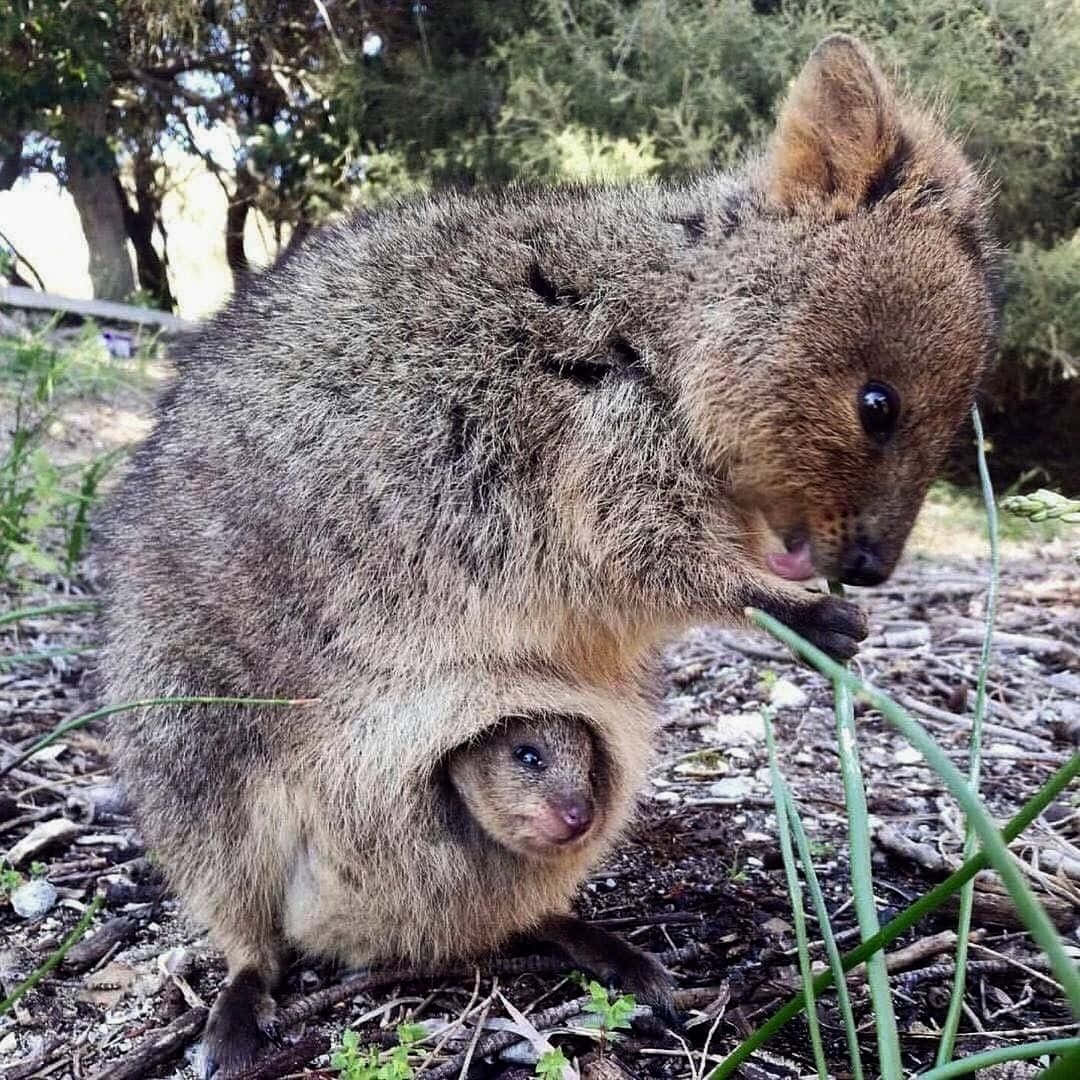 Quokkaand Joeyin Nature.jpg