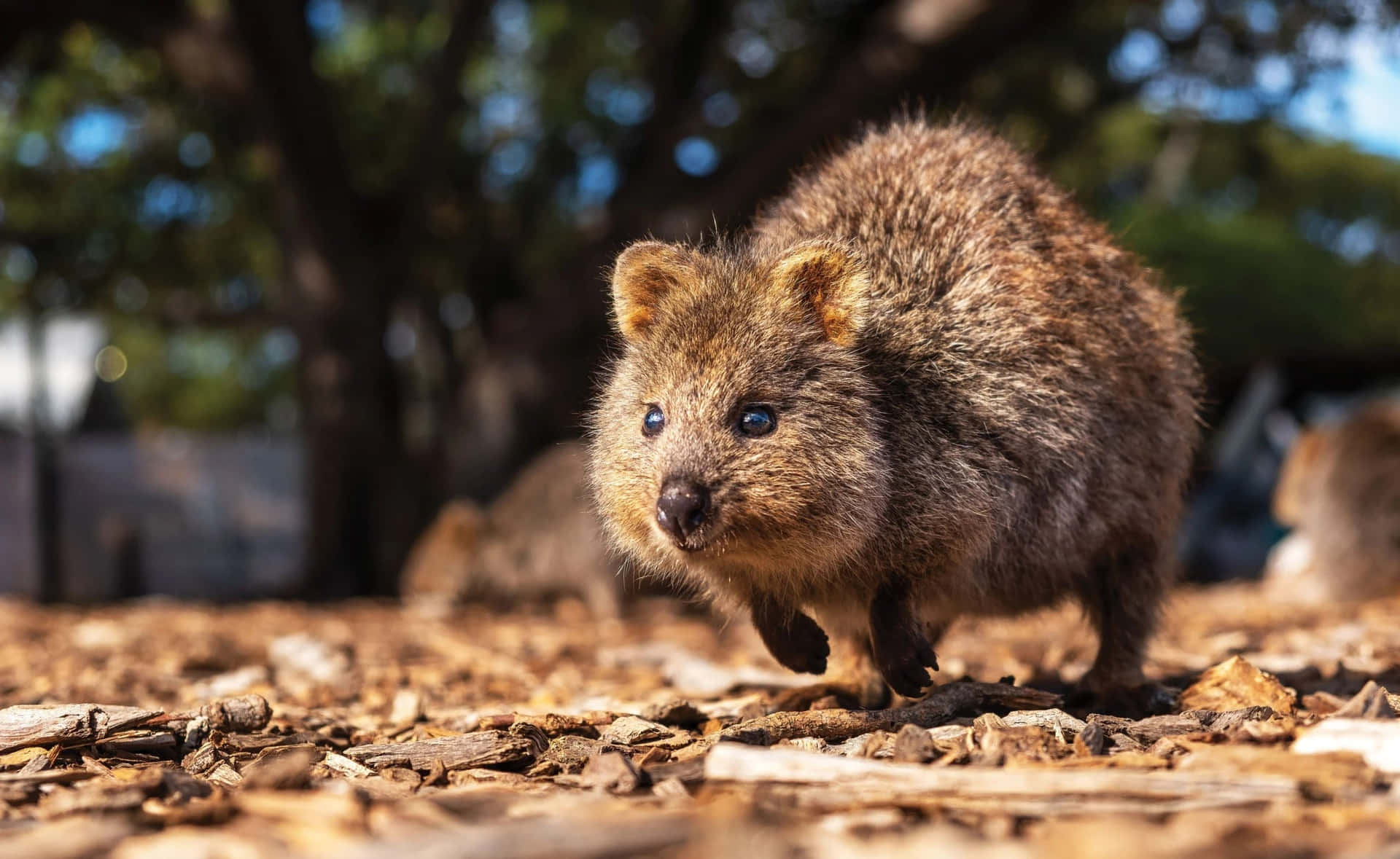 Quokkain Natural Habitat.jpg