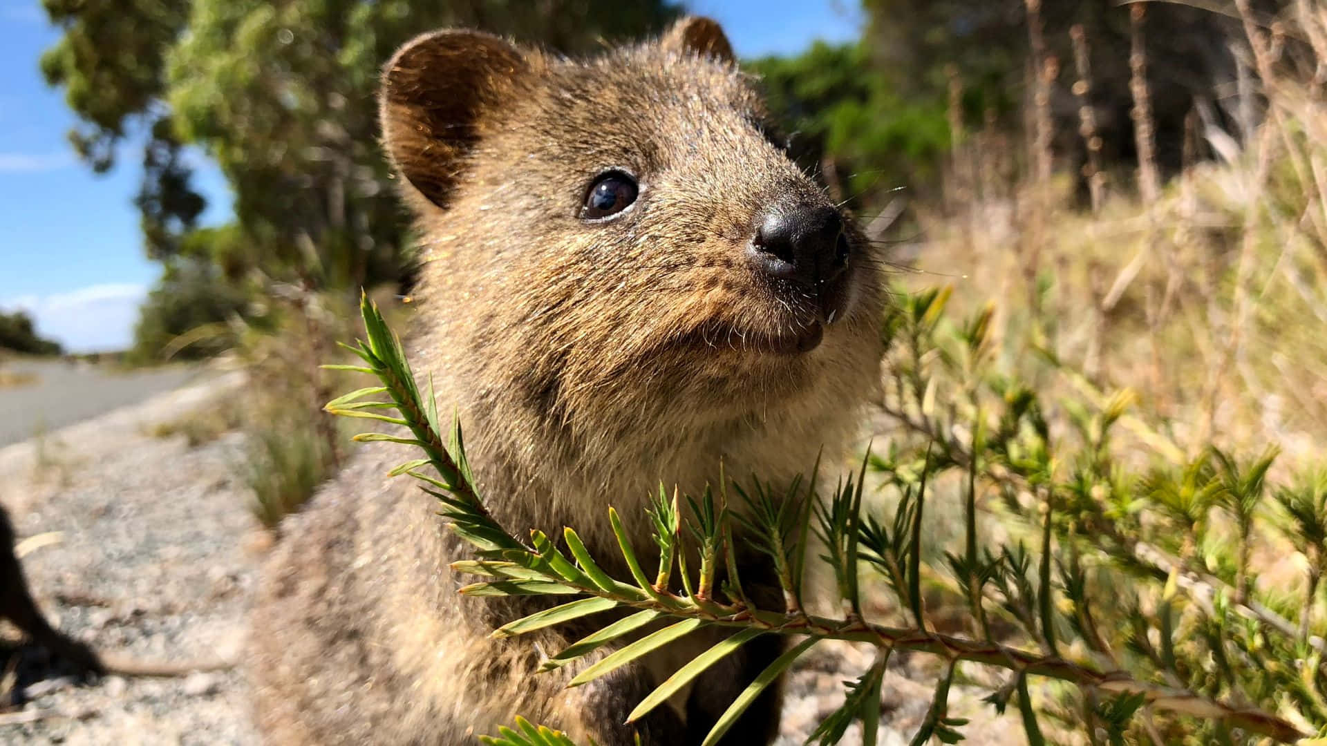 Quokkain Nature.jpg Background