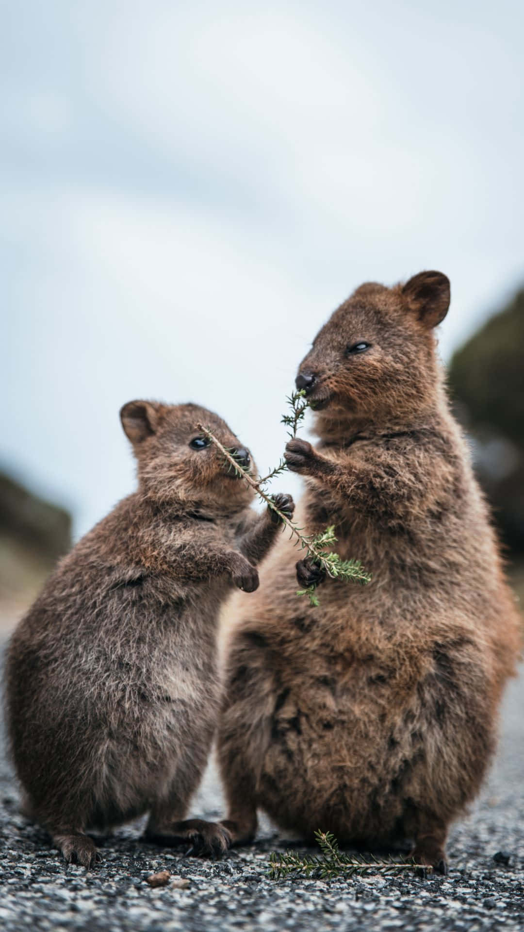 Quokkas_ Sharing_ Meal.jpg Background