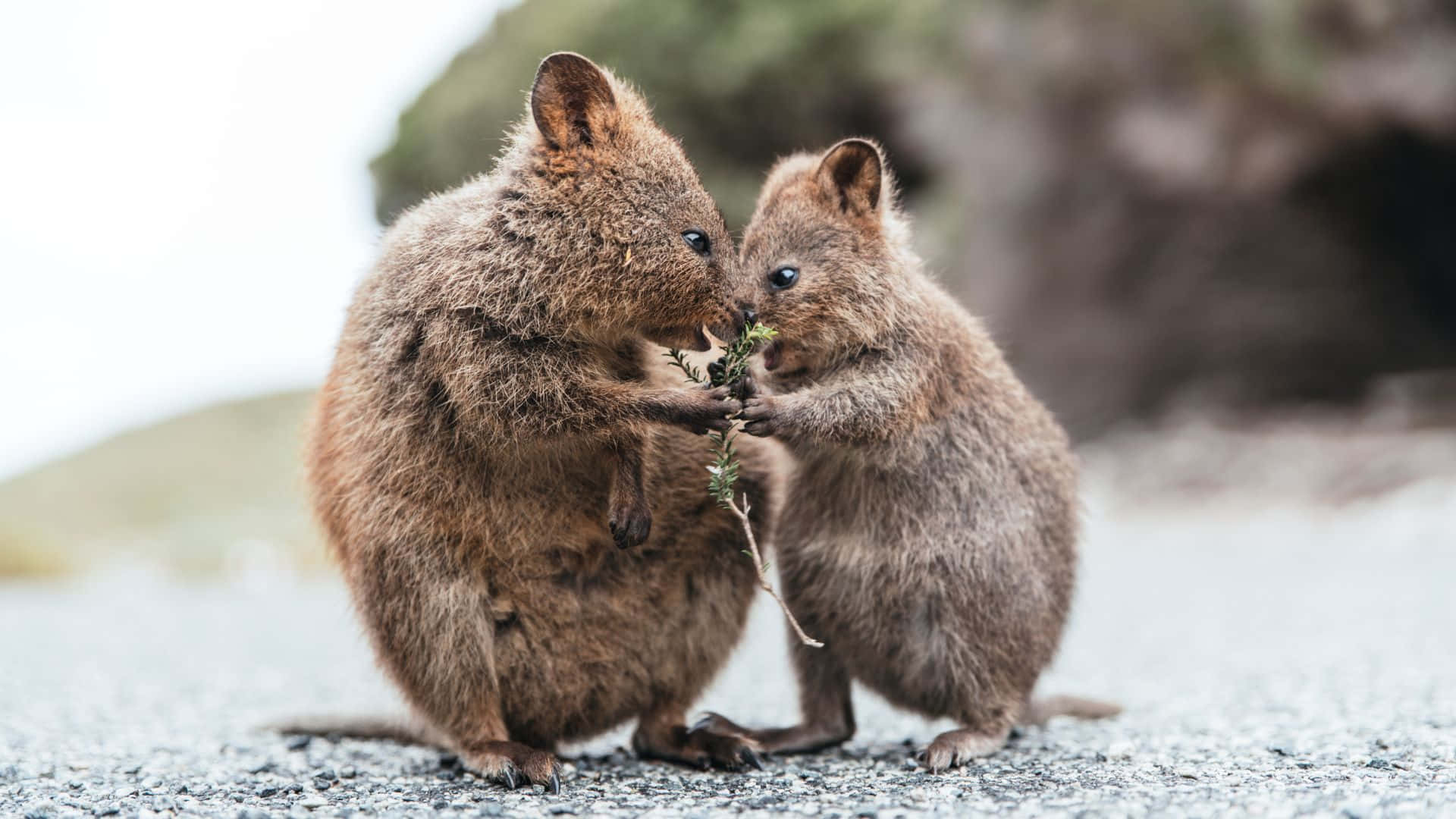 Quokkas Sharinga Meal.jpg