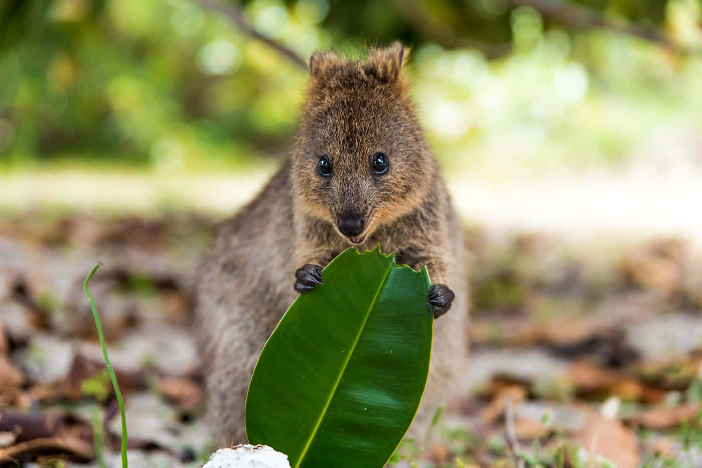 Quokkawith Leaf Nature Photo