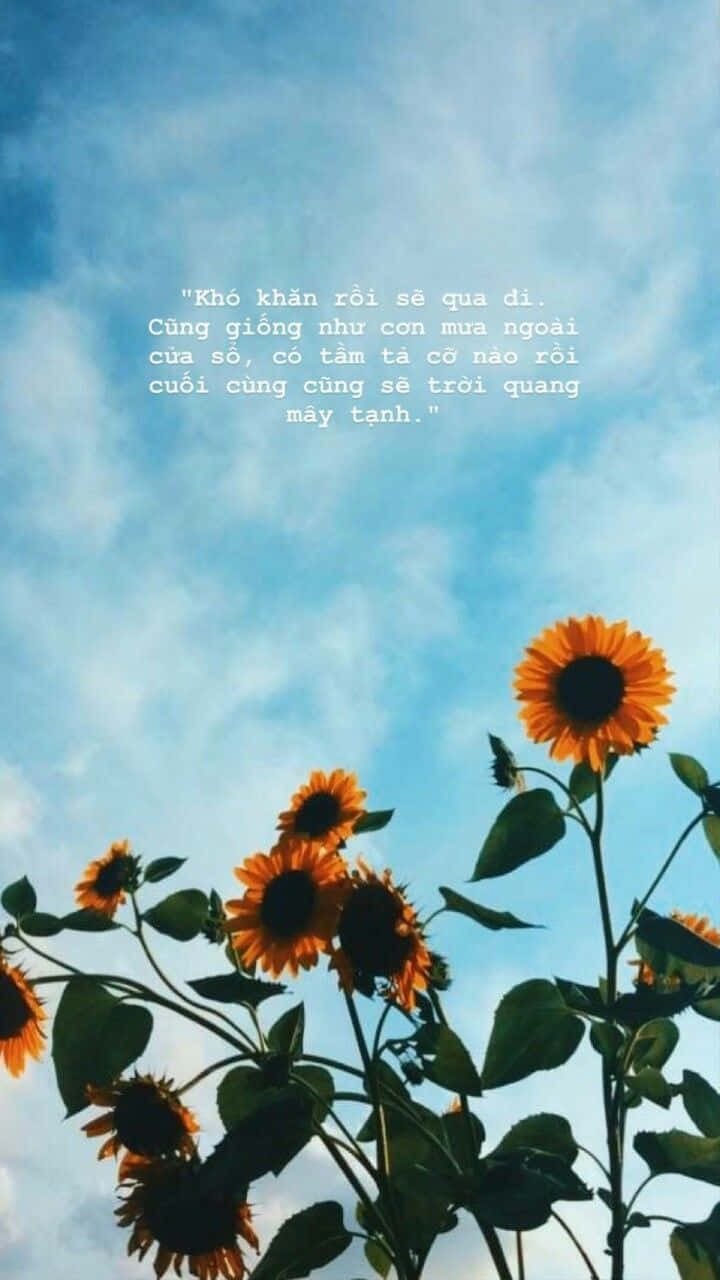 Quotes Over The Sky And Sunflower Background