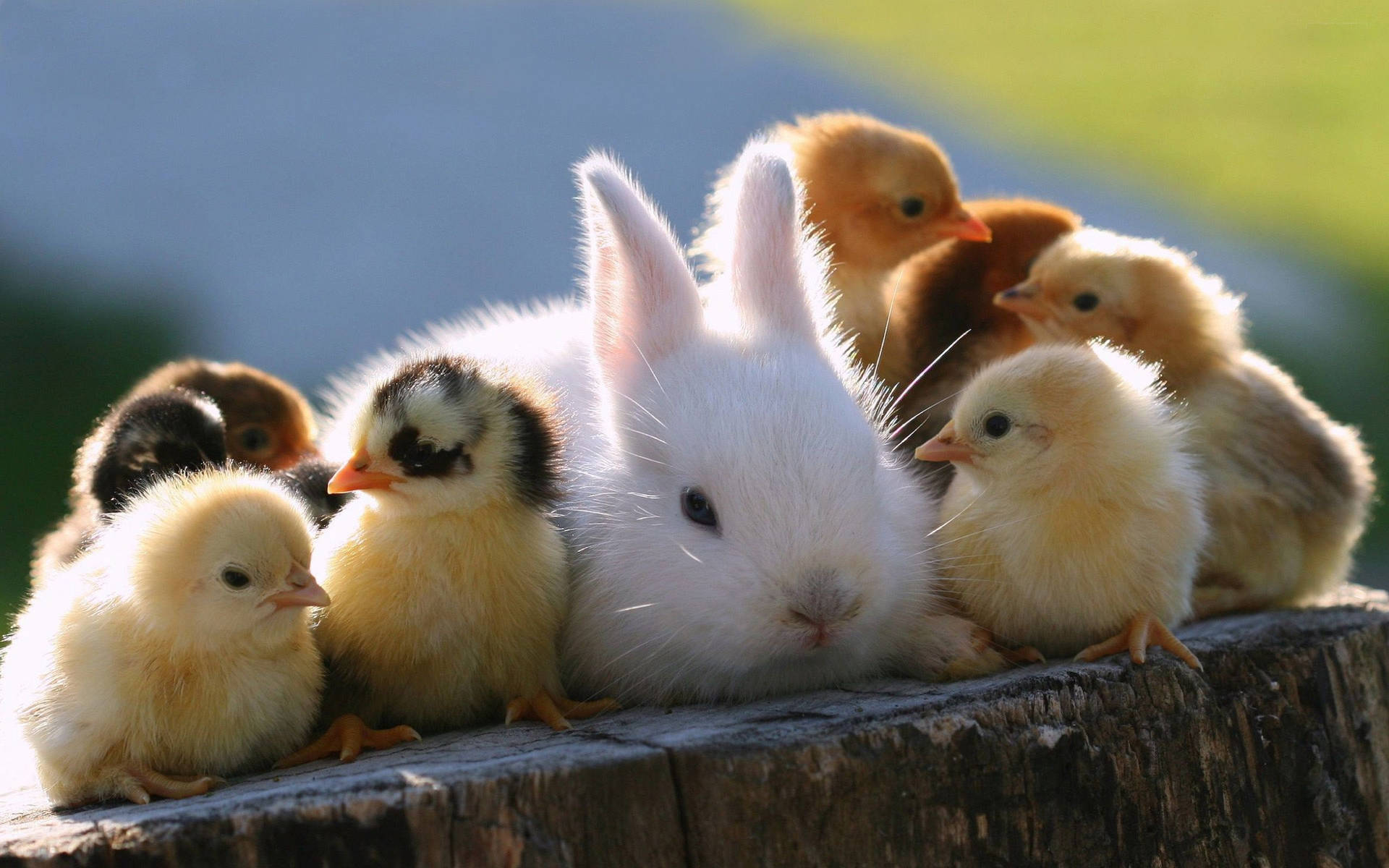 Rabbit And Chicks Animals On Concrete Fence Background