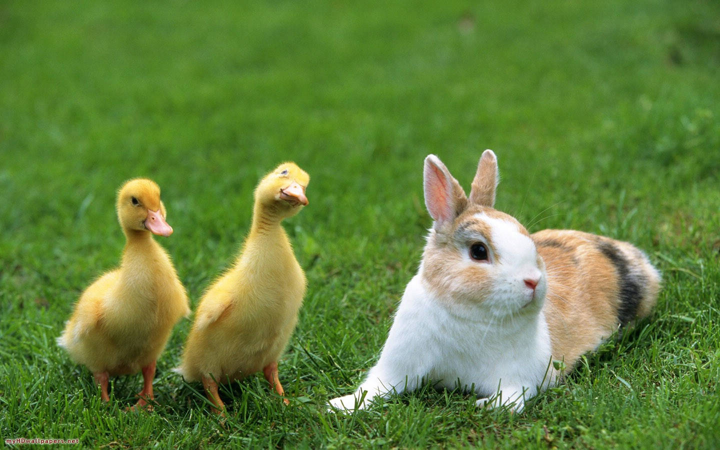 Rabbit And Ducks Background