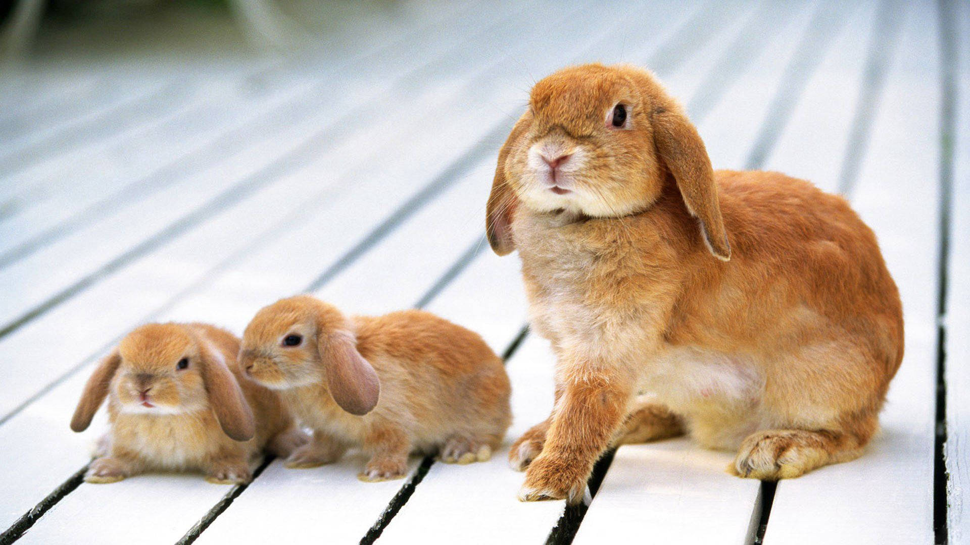 Rabbit Family On The Floor Background
