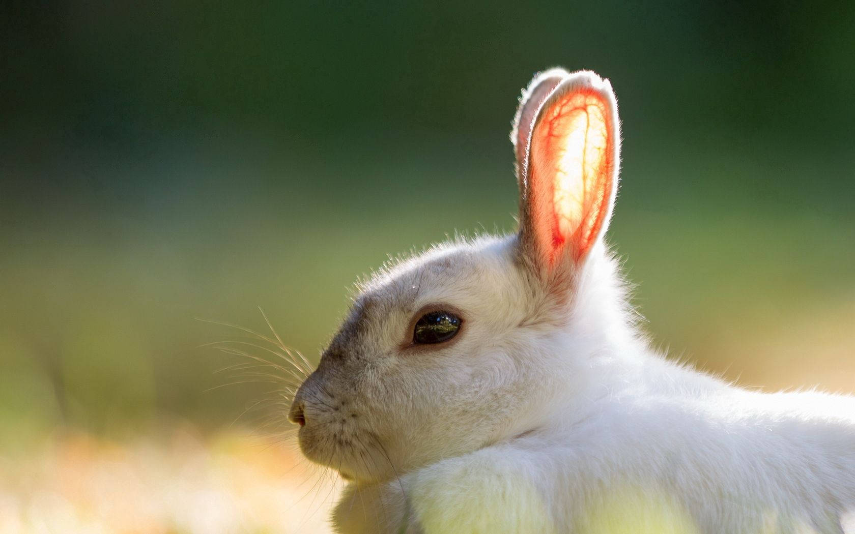 Rabbit Glowing Ears Background