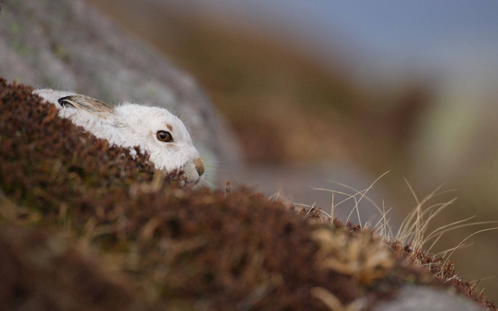 Rabbit In A Hole