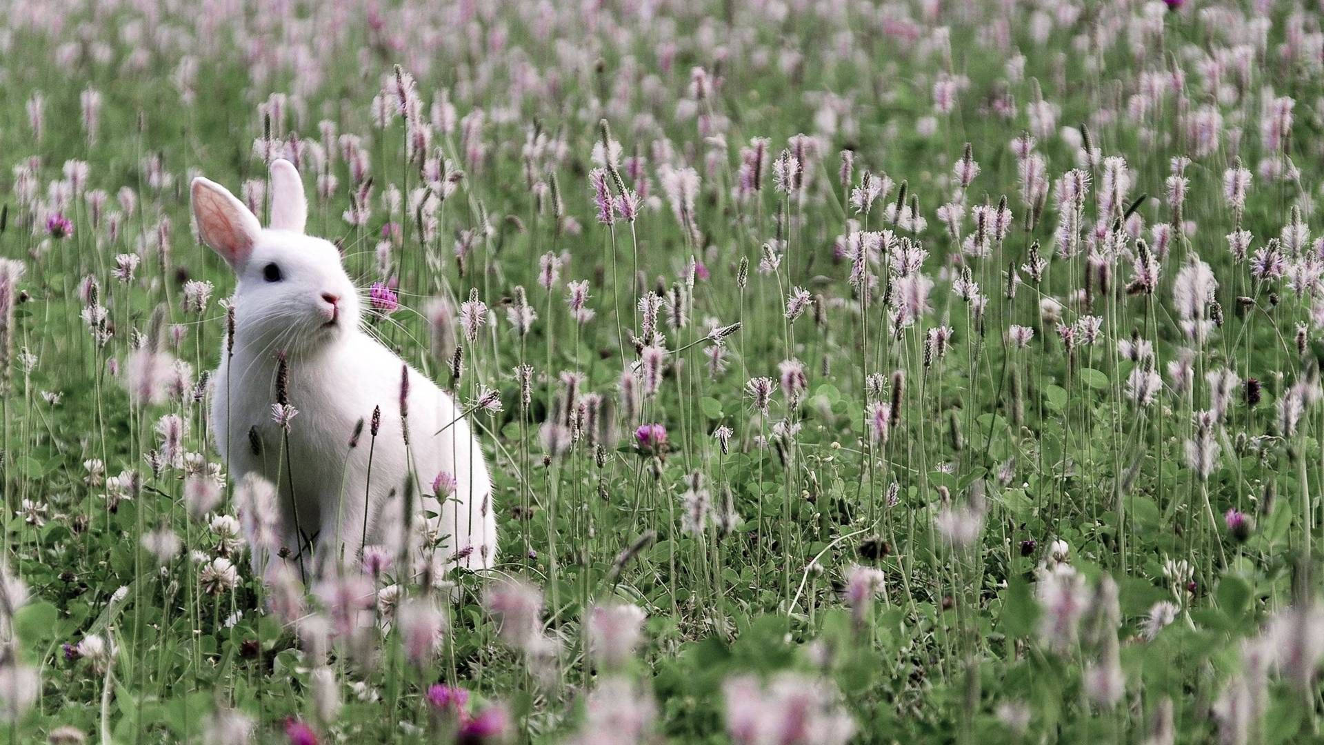 Rabbit On Flower Fields Background