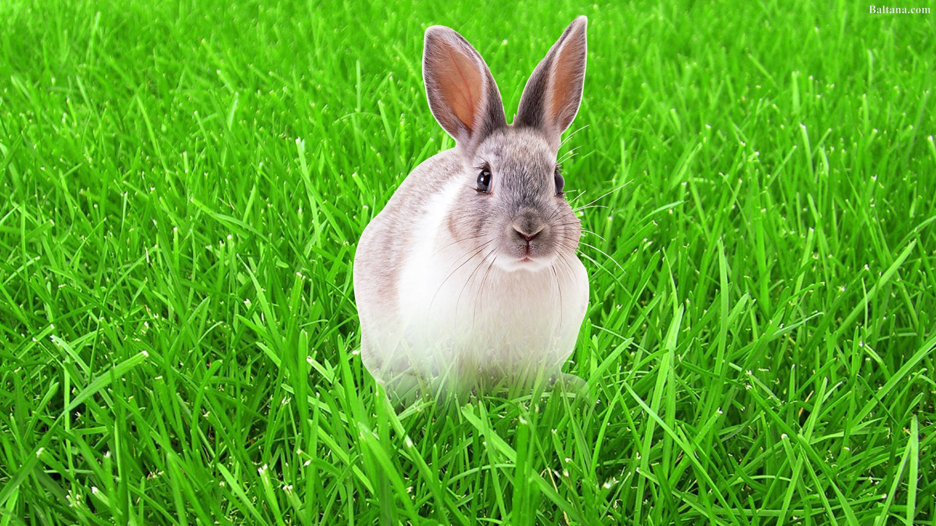 Rabbit On Lush Grass Background