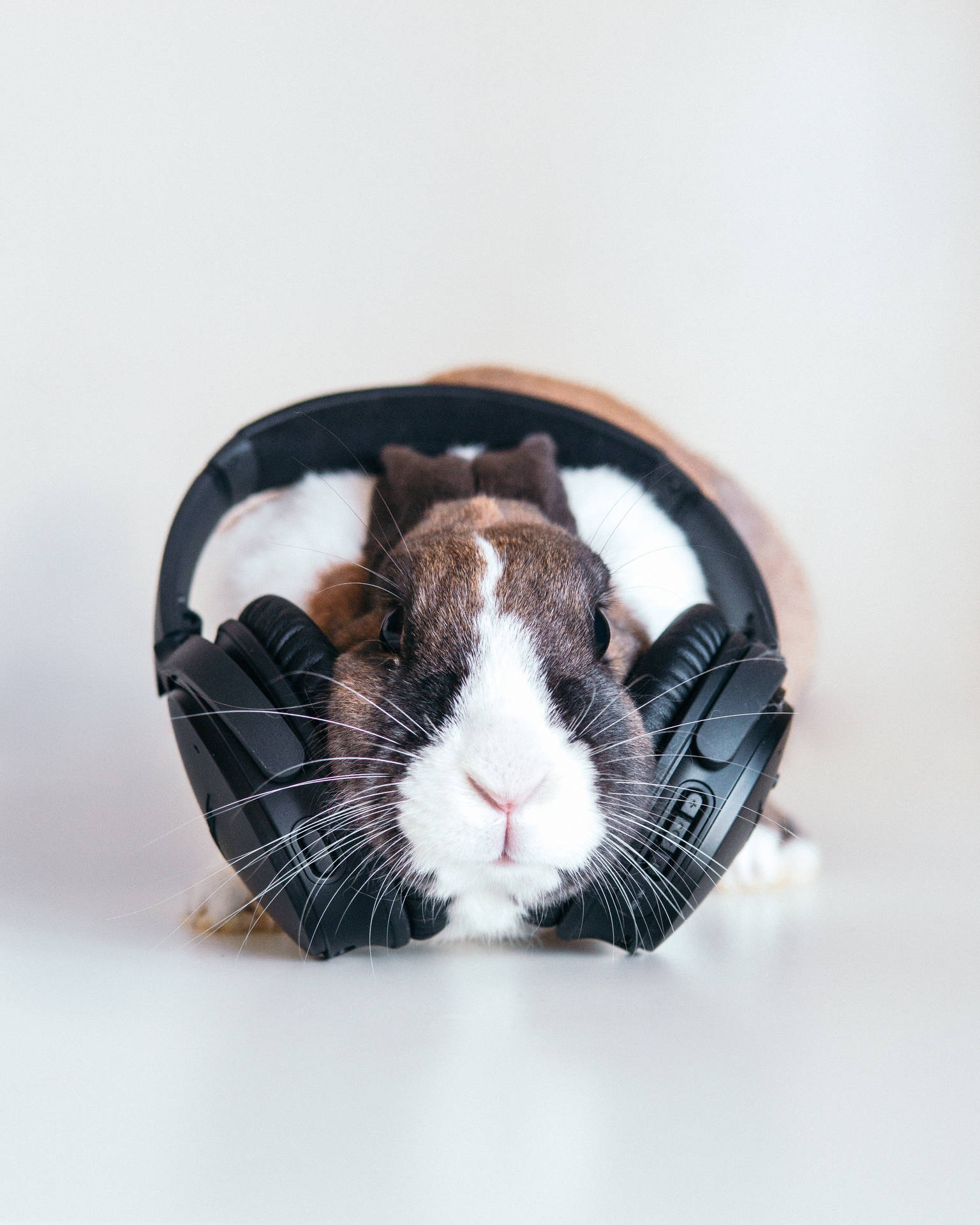 Rabbit On Music Headphones Background