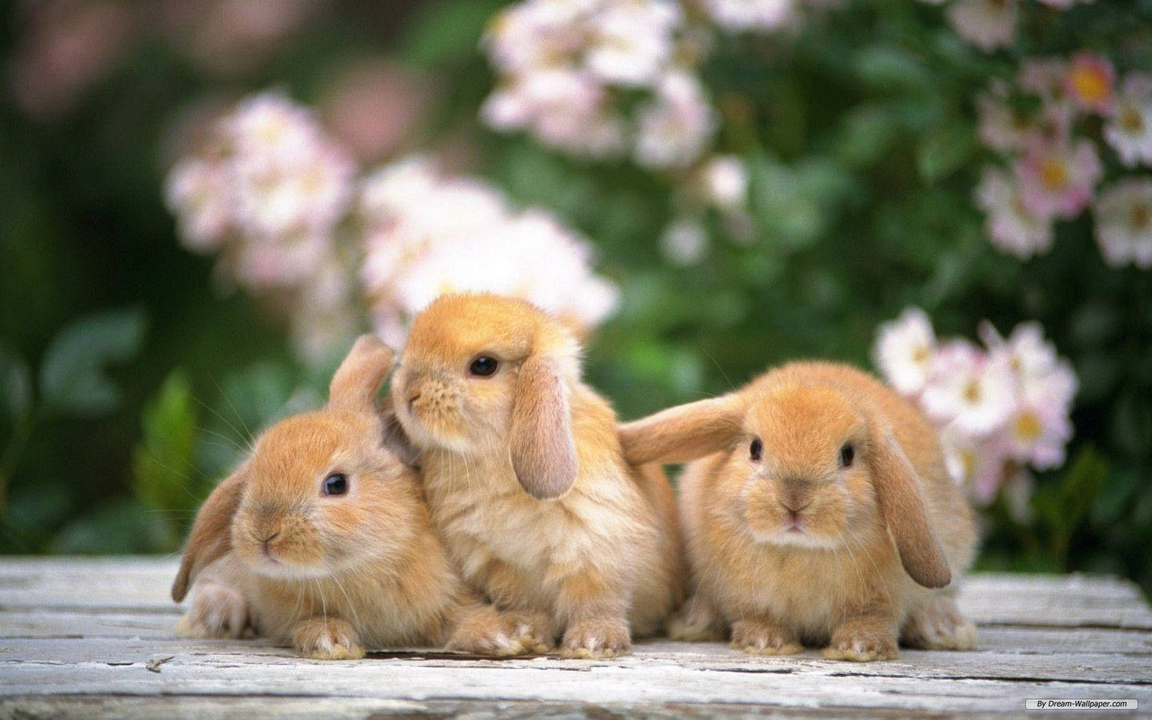 Rabbits With Lop Ears Background