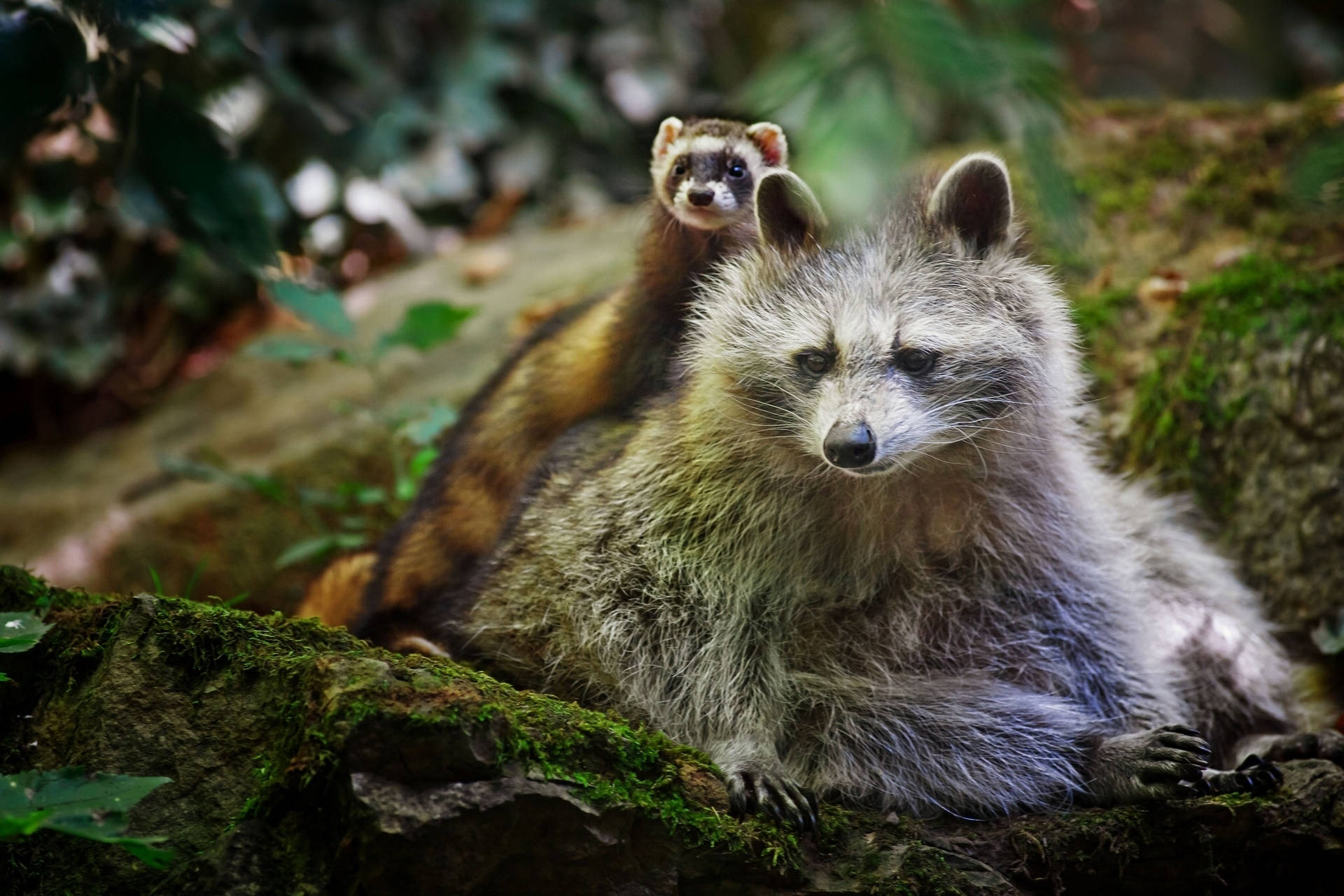 Raccoon, Ferret, Friends, Animals Background