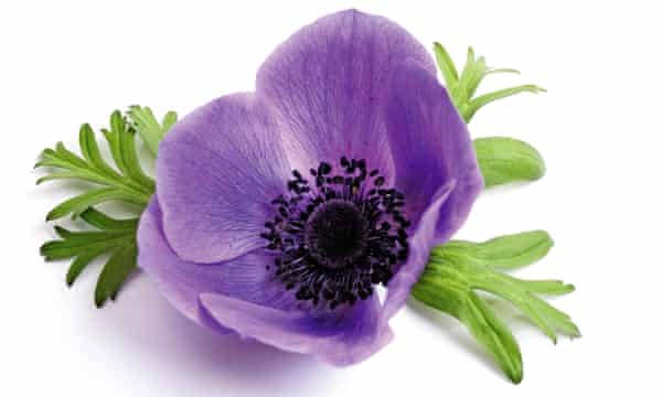 Radiant Anemone Flowers In Full Bloom Background