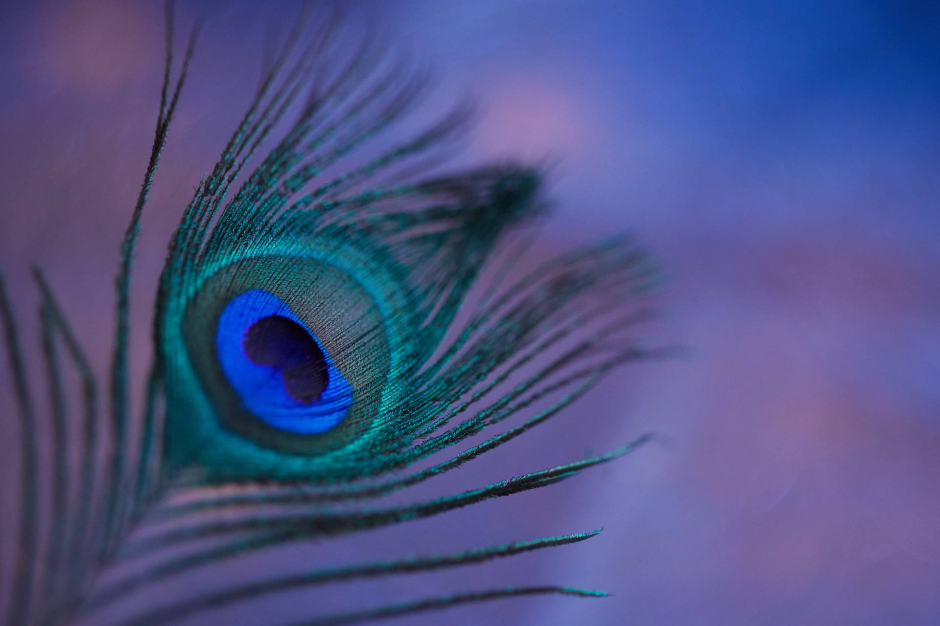 Radiant Blue-green Mor Pankh (peacock Feather) Against A High Contrast Background
