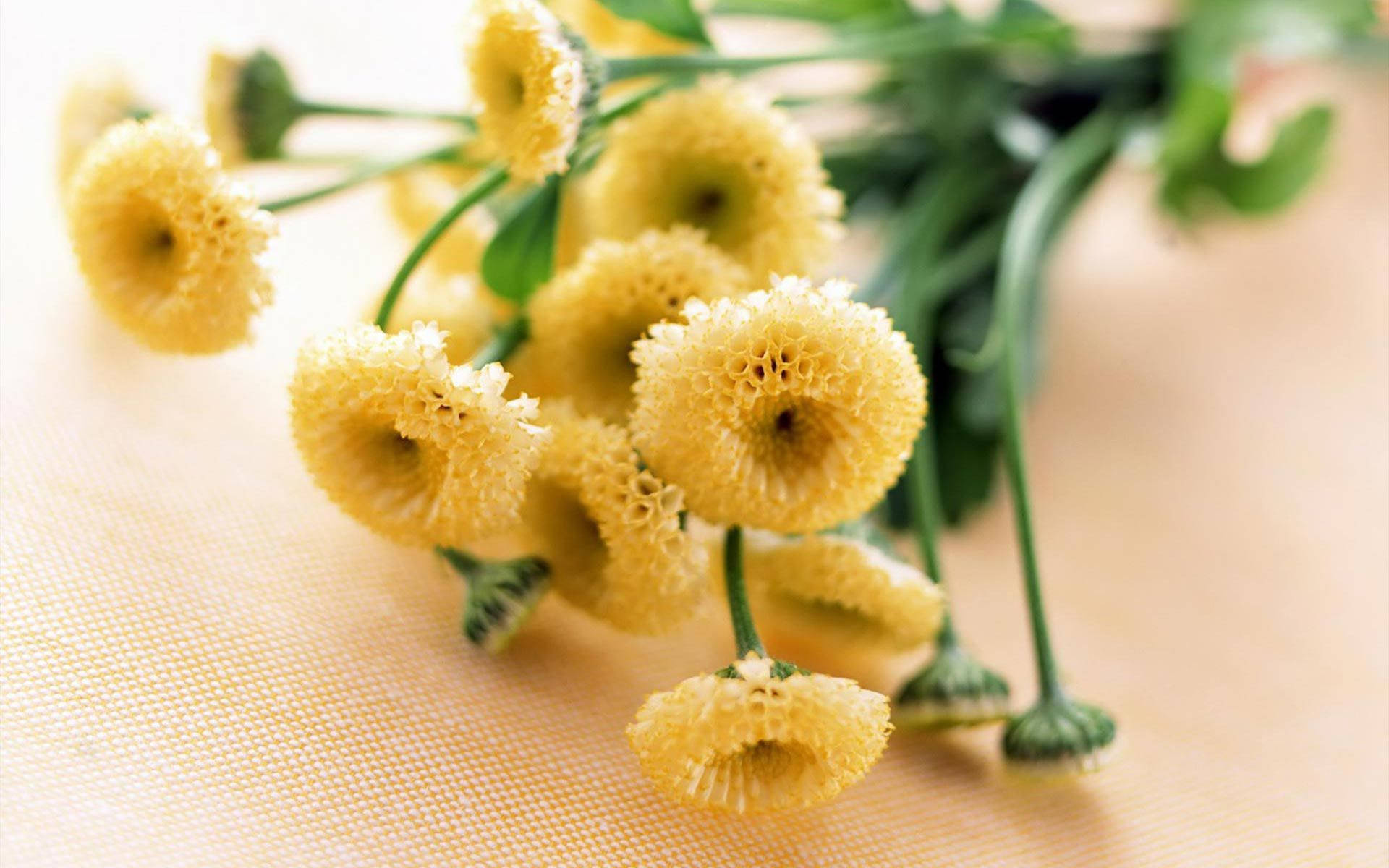 Radiant Bouquet Of Yellow Craspedia Flowers Background