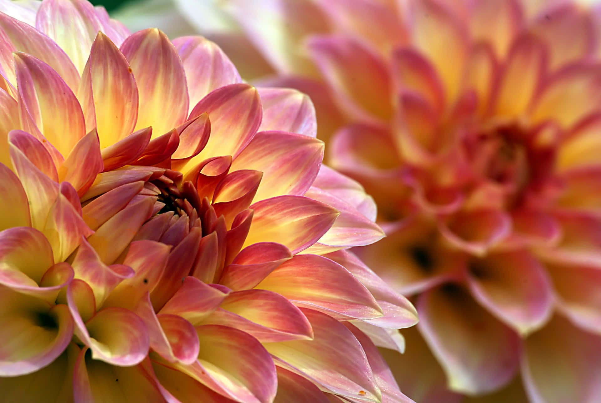 Radiant Close-up Of Yellow And Red Dahlia Flowers Background