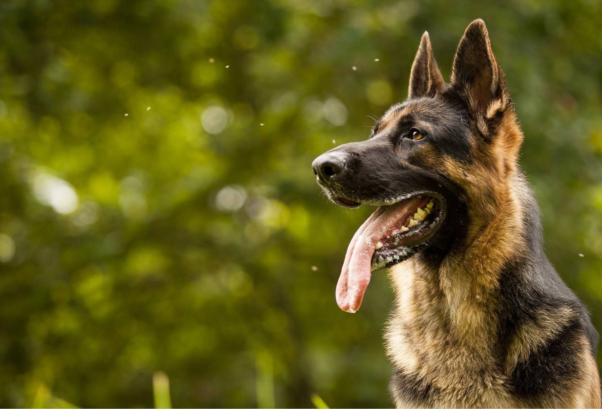 Radiant German Shepherd Dog Showcasing Its Luxurious Coat Background