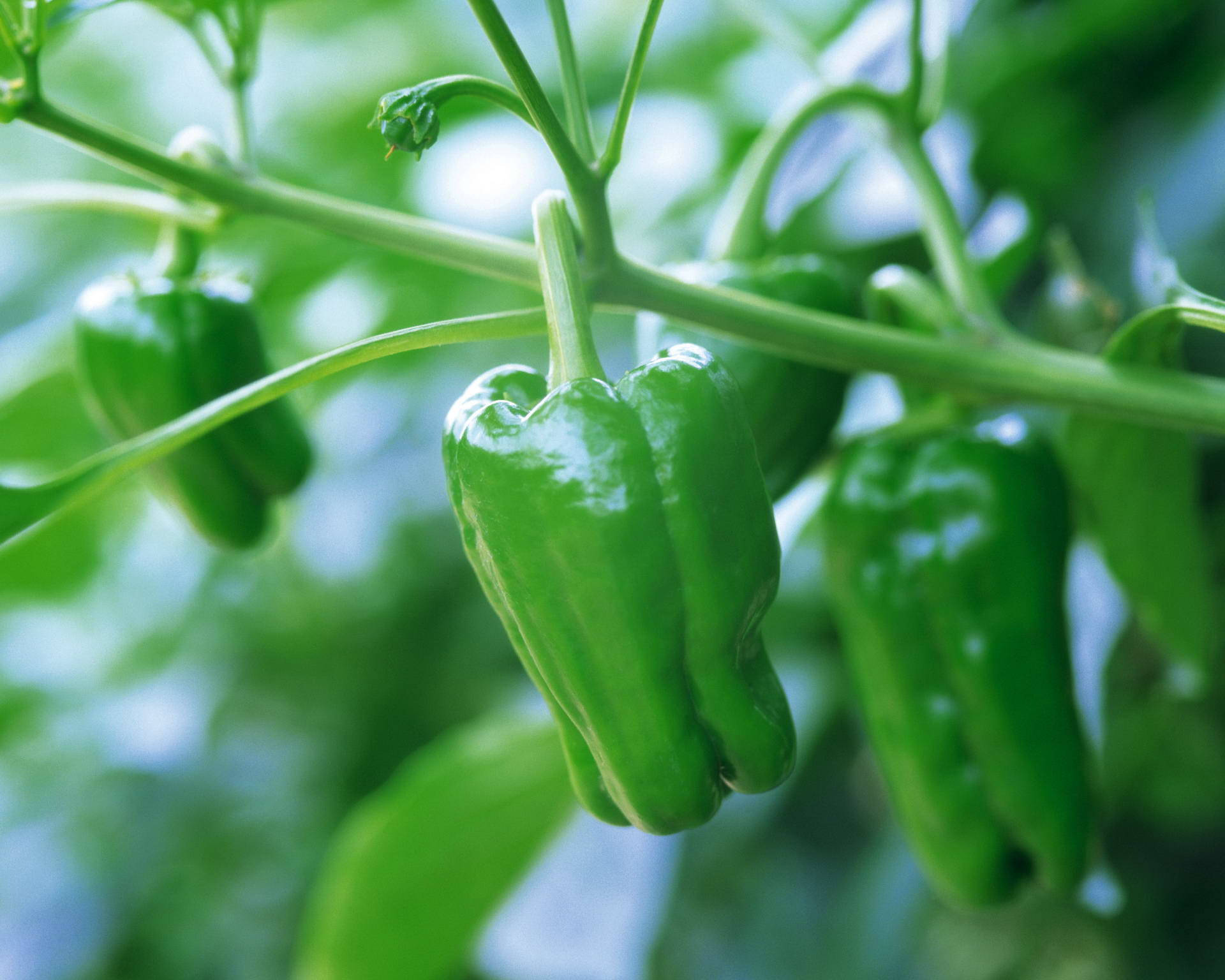 Radiant Green Bell Pepper Fruit Plant Background