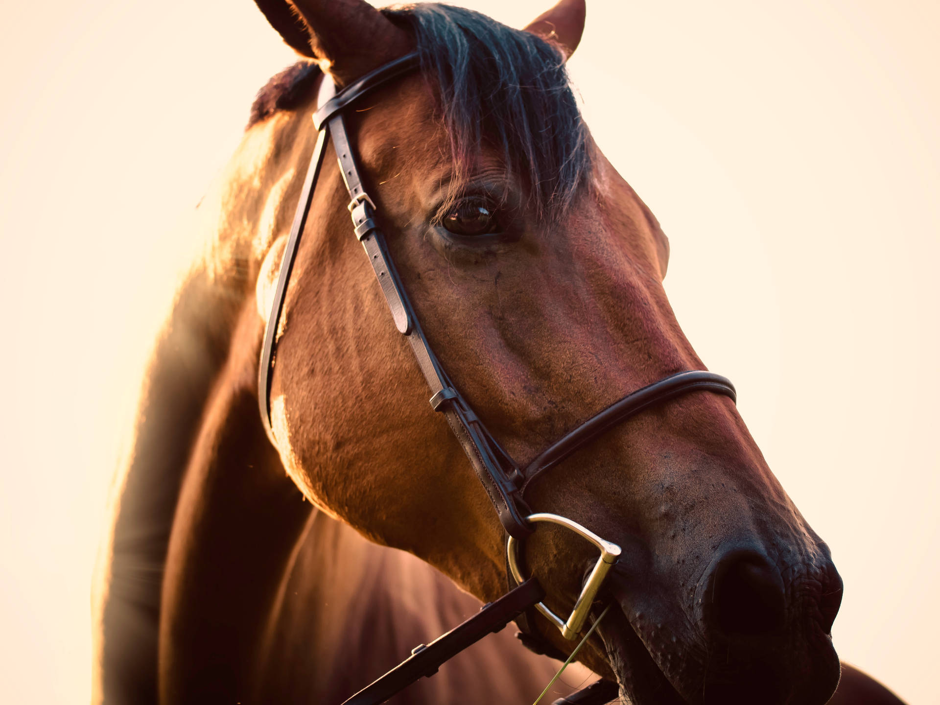 Radiant Horse Face Background