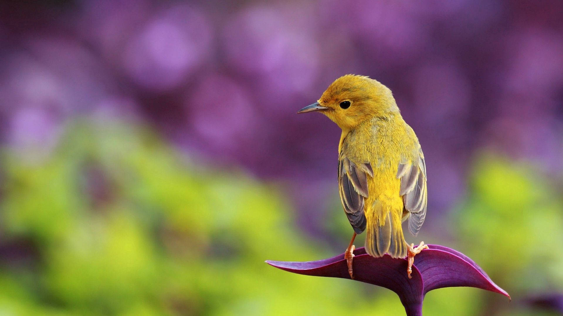 Radiant Yellow Canary Bird Perched On Petals Background