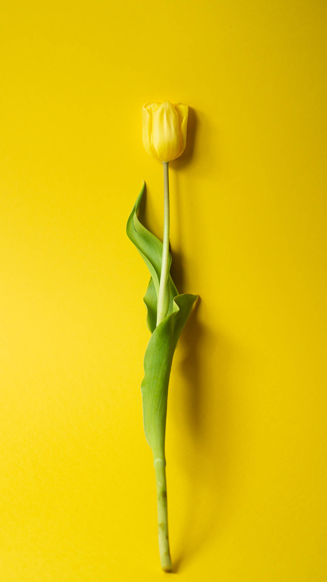 Radiant Yellow Tulip Hd Background