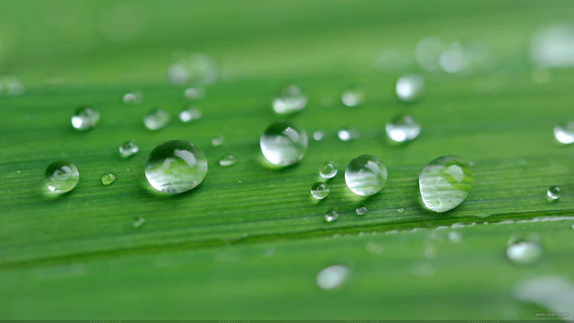 Rain 4k Drops Background