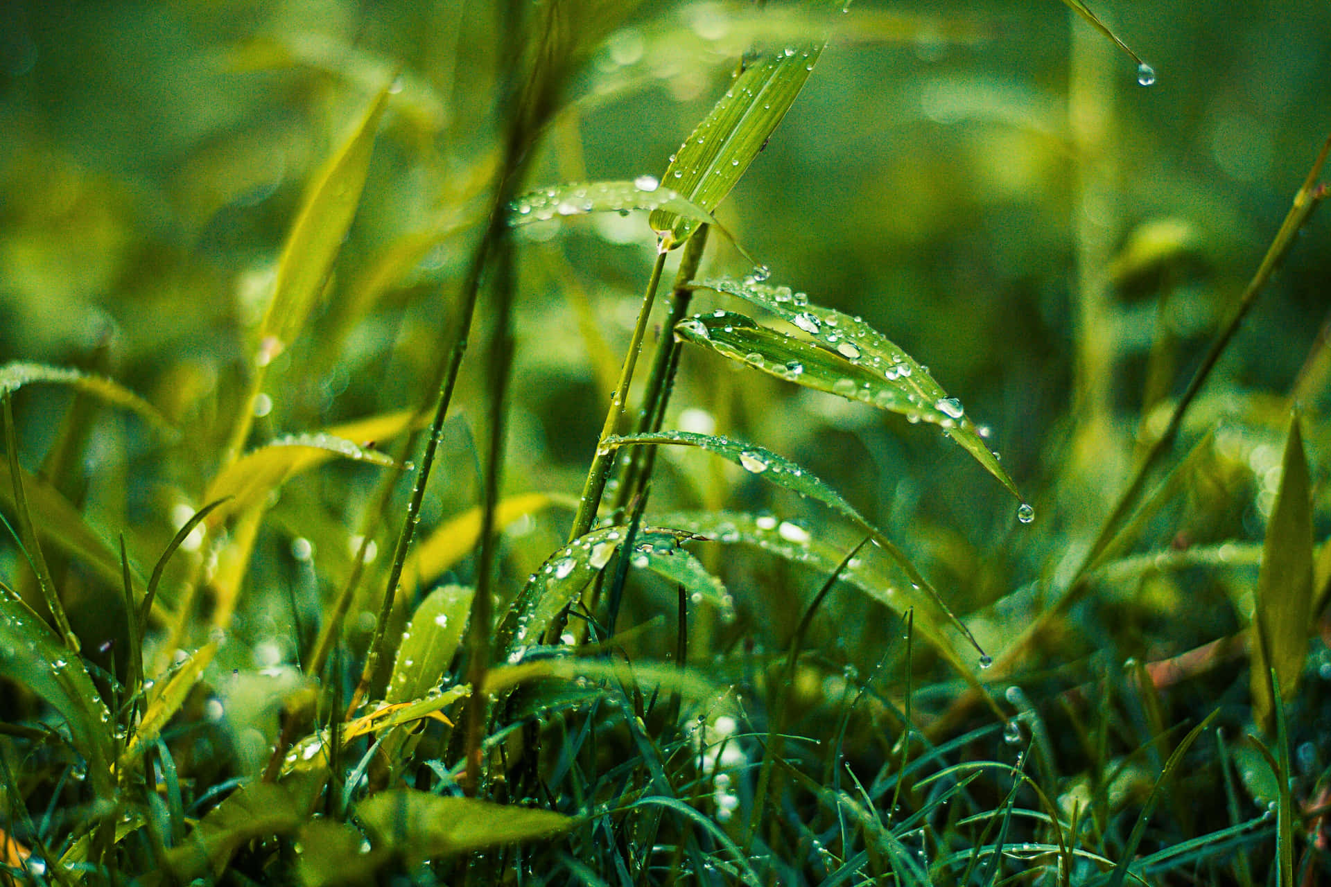 Rain Drenched Greenery H D Desktop Wallpaper Background