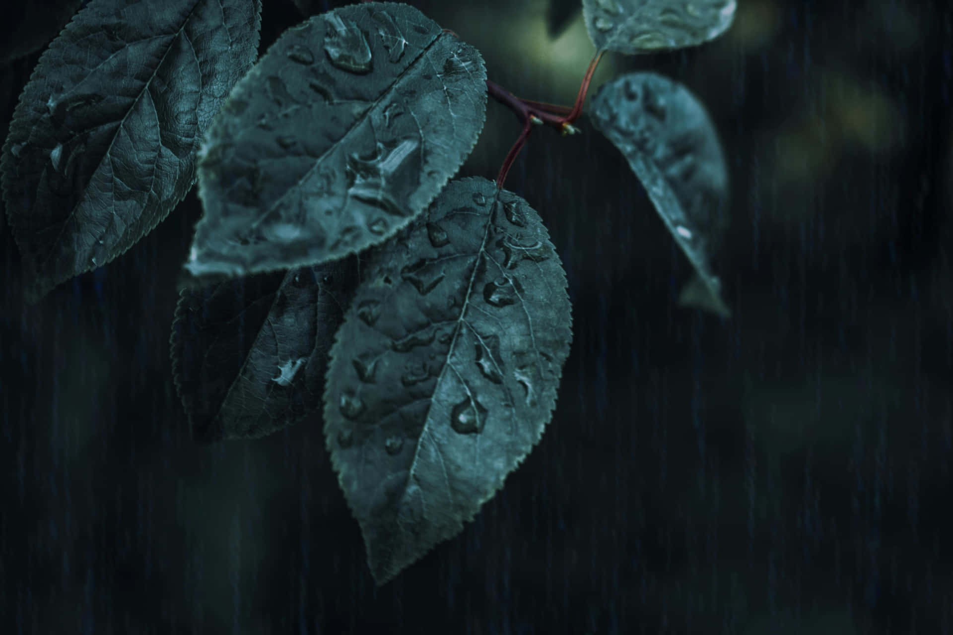 Rain Drenched Leaves Dark Backdrop.jpg Background