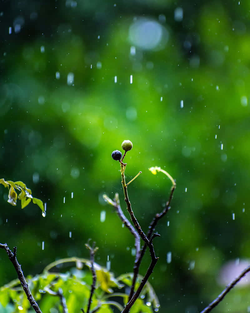 Rain Drops On A Branch With Green Leaves Background