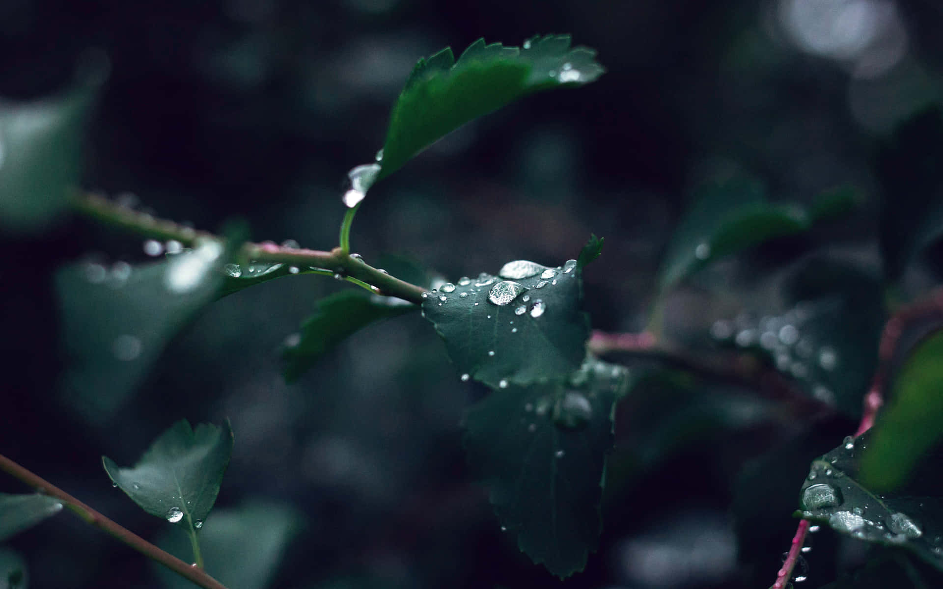Rain Drops On A Leaf Background