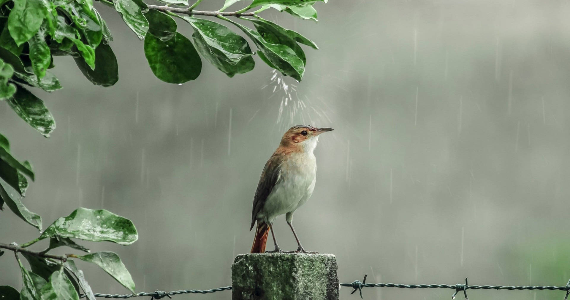 Rain Nature Bird Background