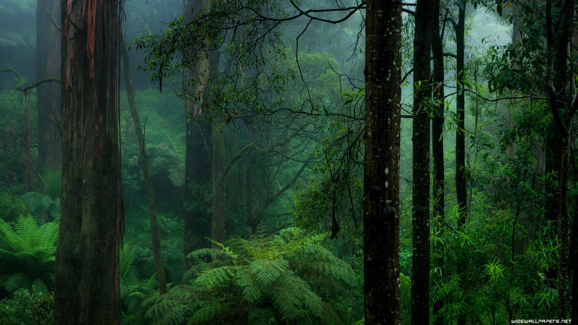 Rain Nature Forest Background