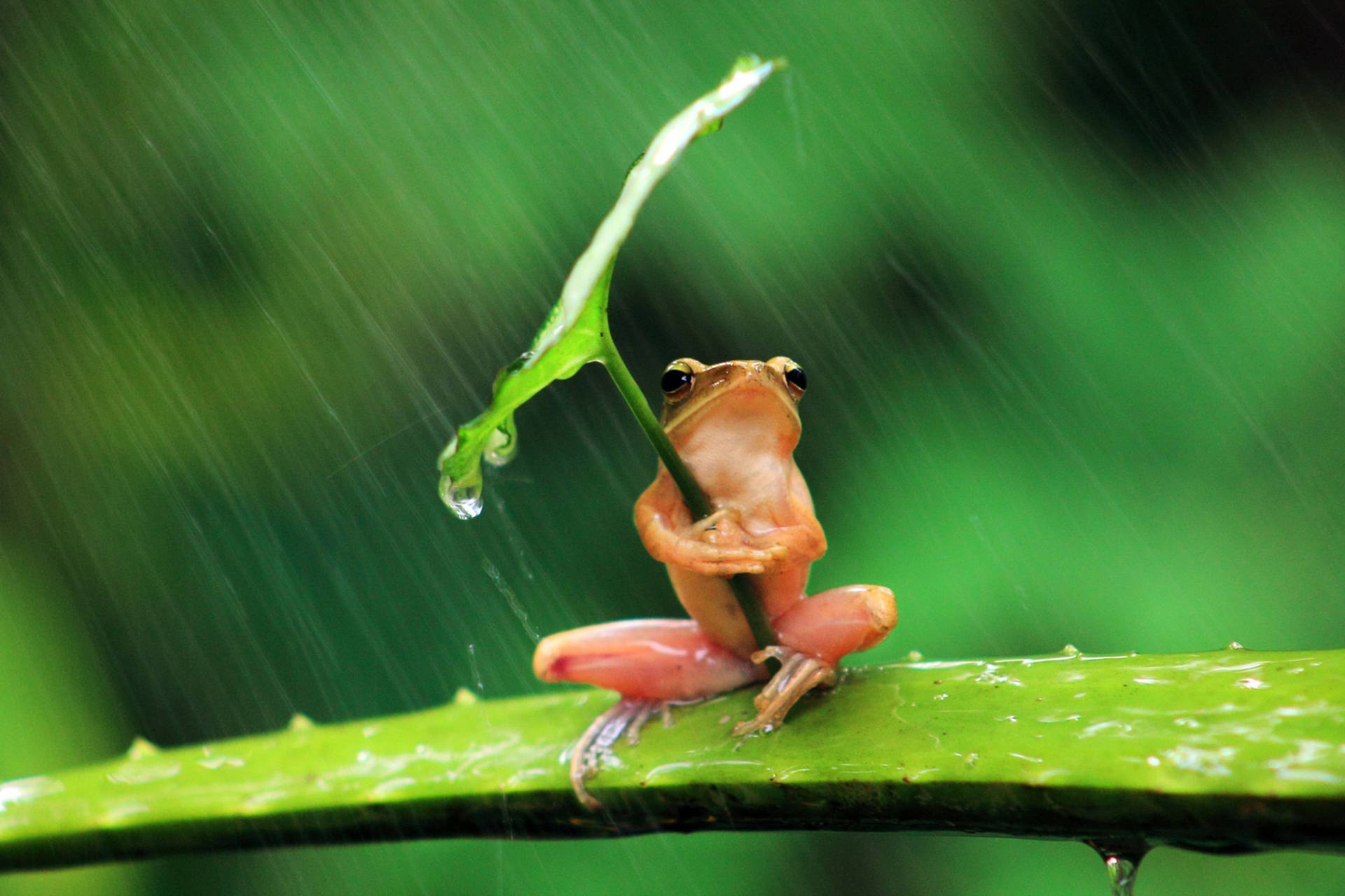 Rain Nature Frog Background