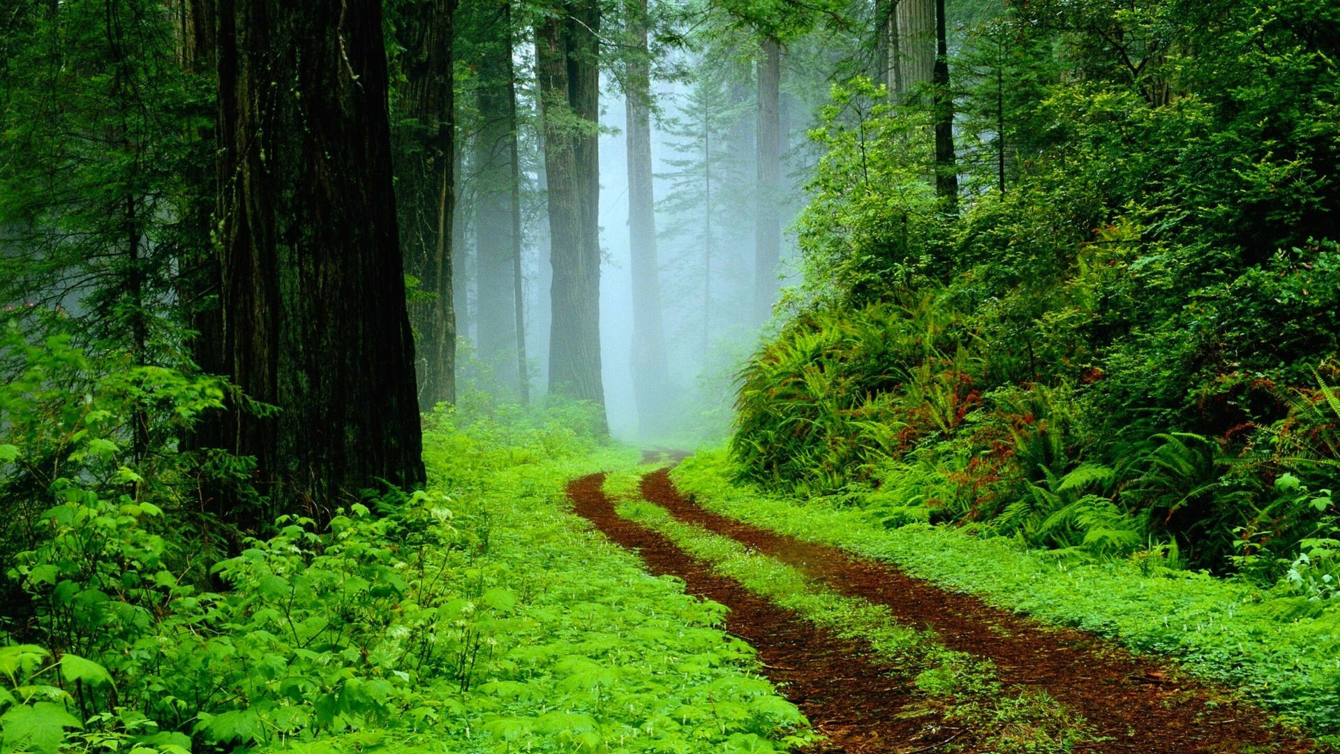 Rain Nature Green Pathways Background