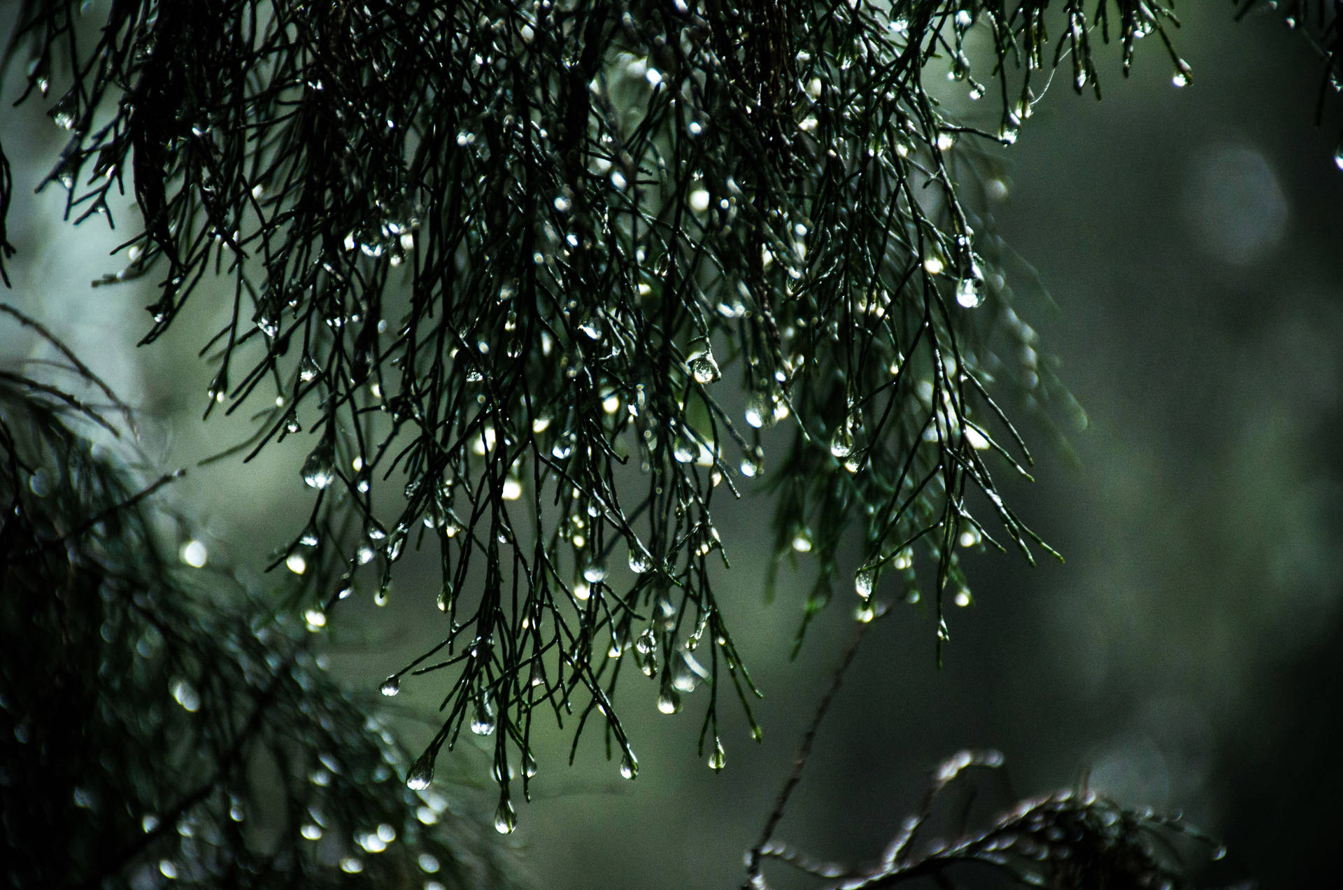 Rain Nature Pine Tree Background