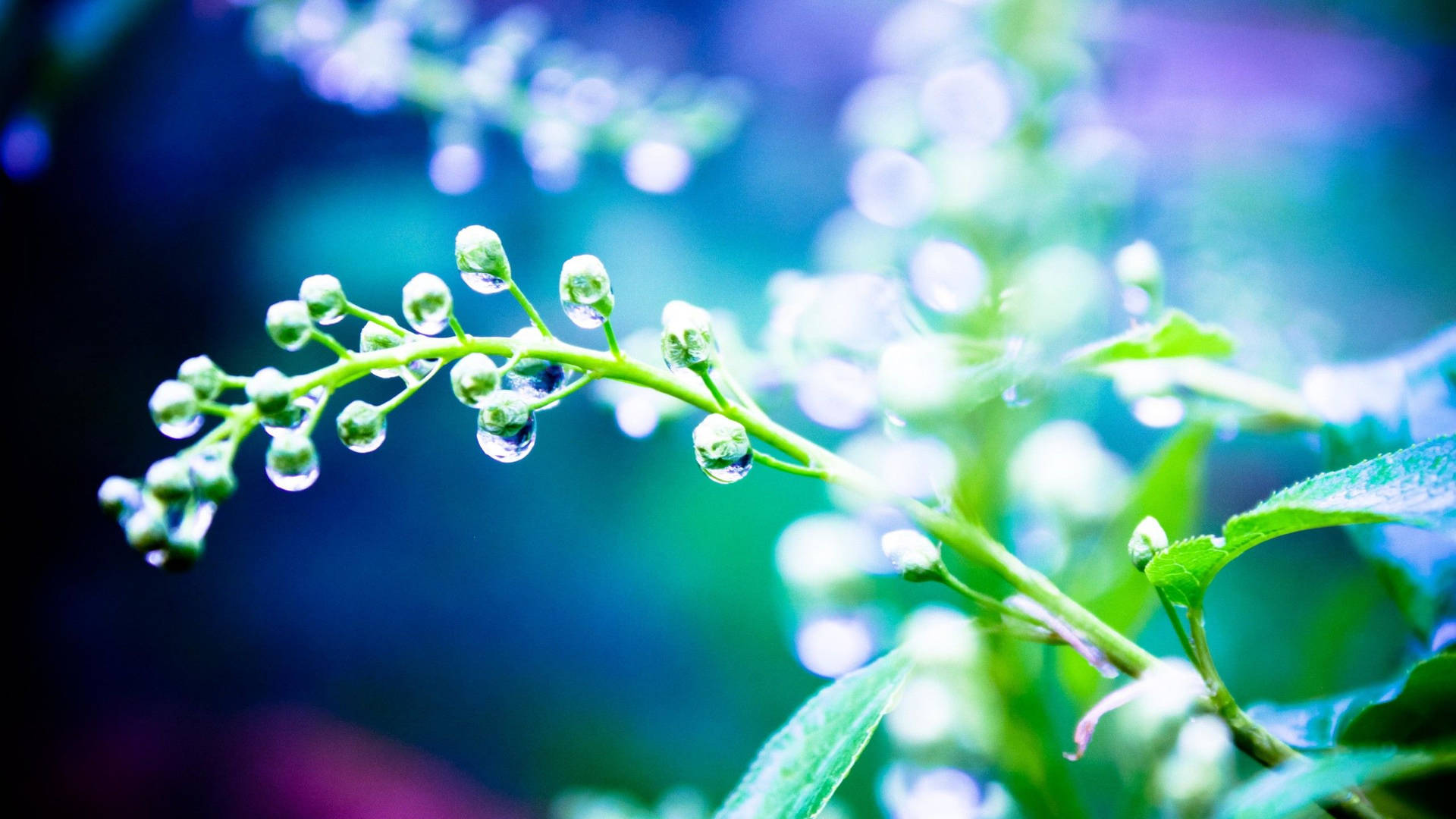 Rain Nature Plant Super Close Up Background