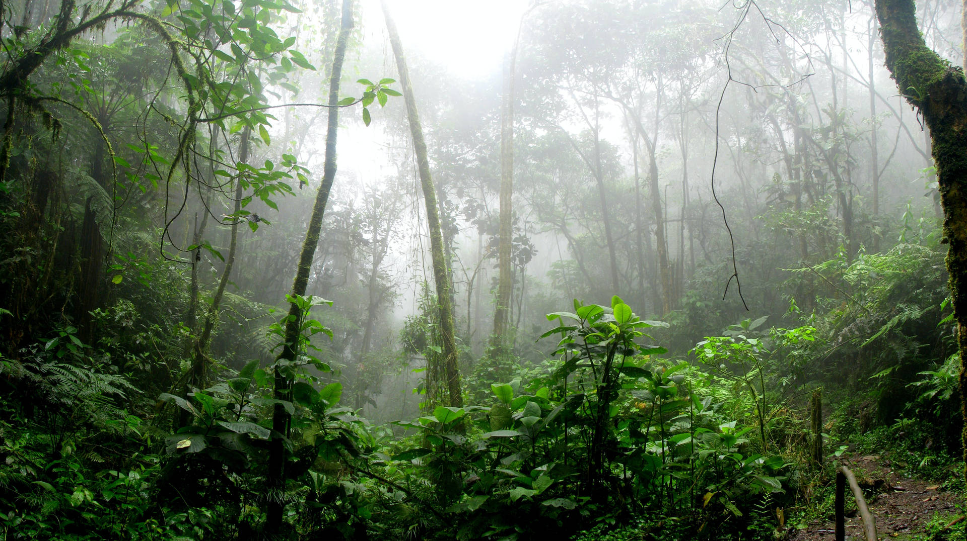 Rain Nature Rainforest Background