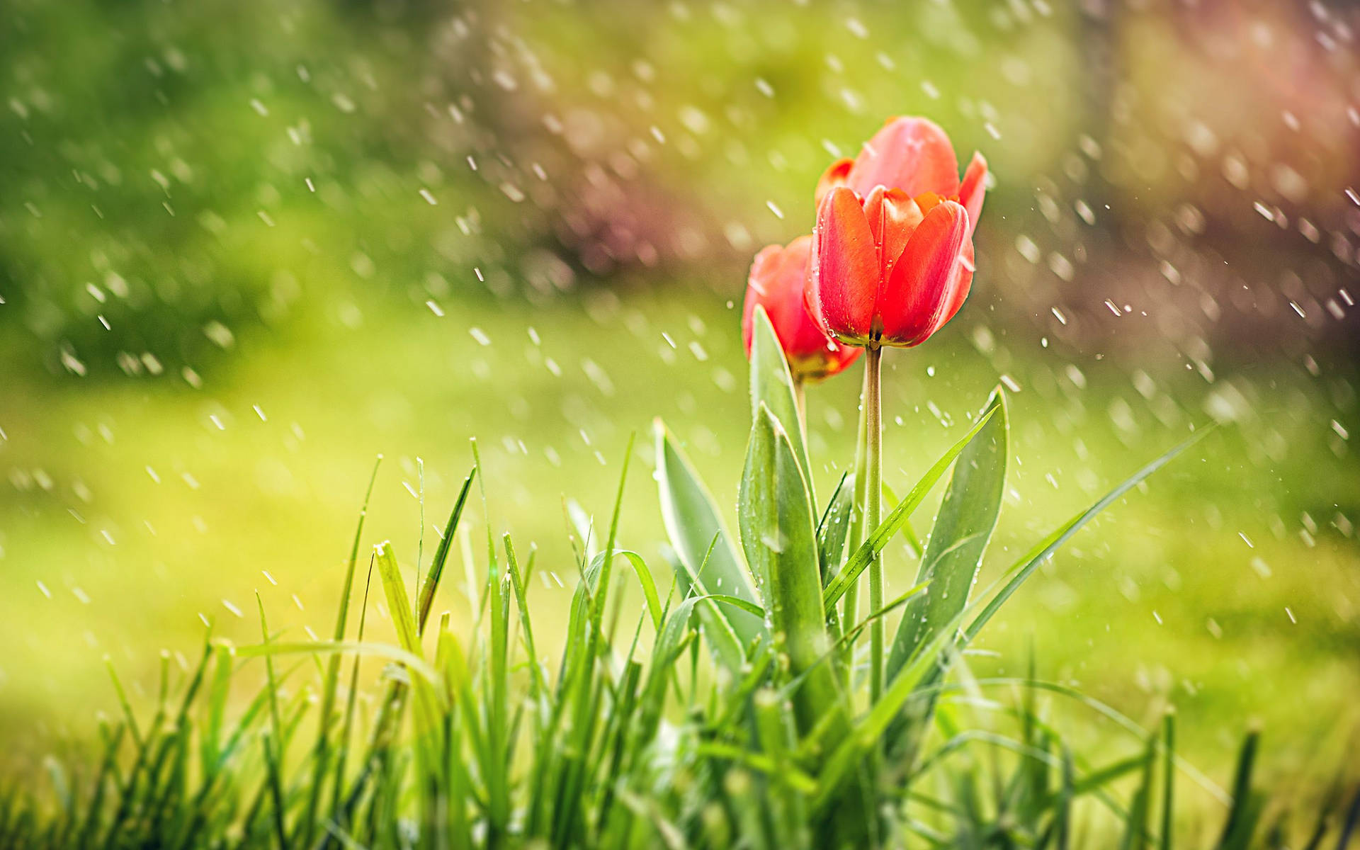 Rain Nature Tulips Background
