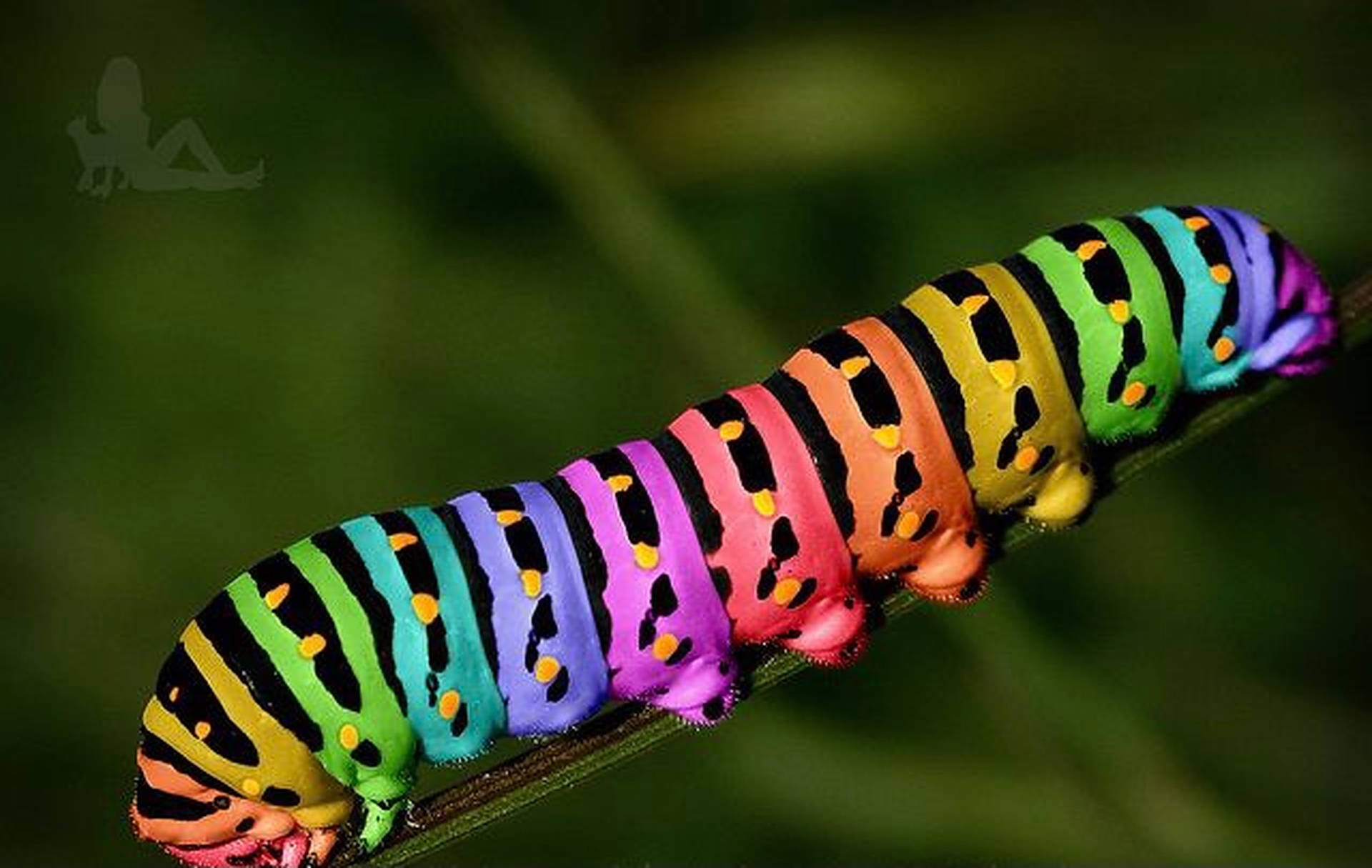 Rainbow Caterpillar Insect Background