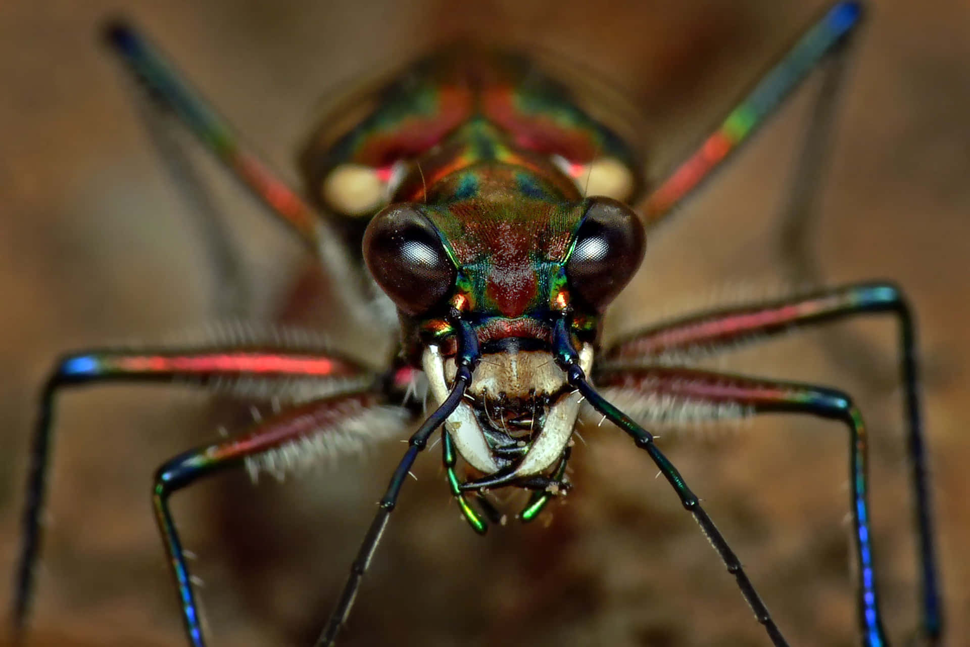 Rainbow Colored Insects Background