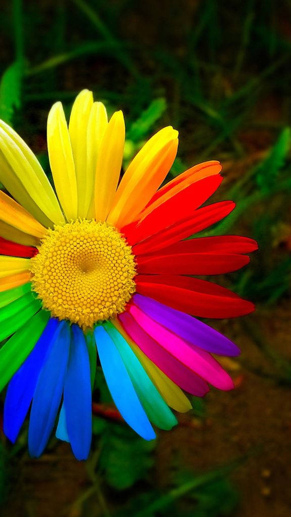 Rainbow Daisy Flower Android Phone Background