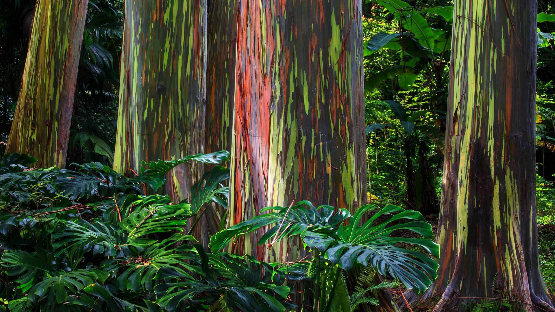 Rainbow Eucalyptus Trees Background