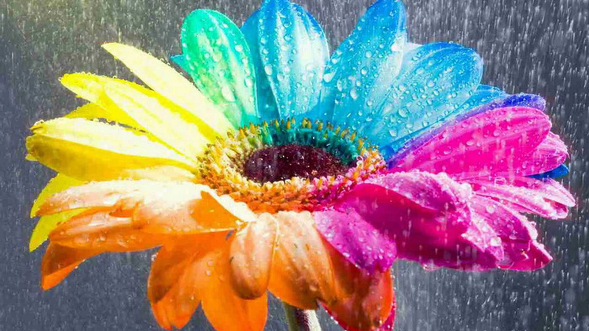 Rainbow Flower Hd