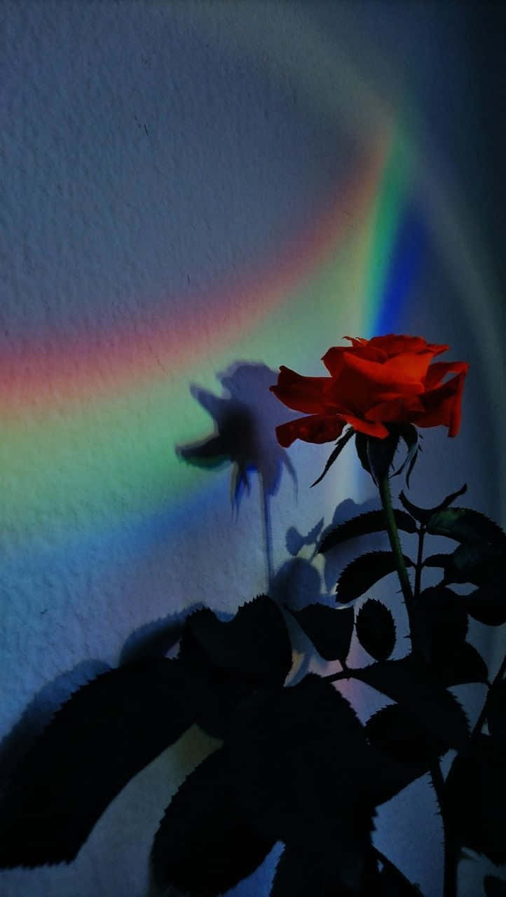 Rainbow Flower Iphone Rose Light Effect Background