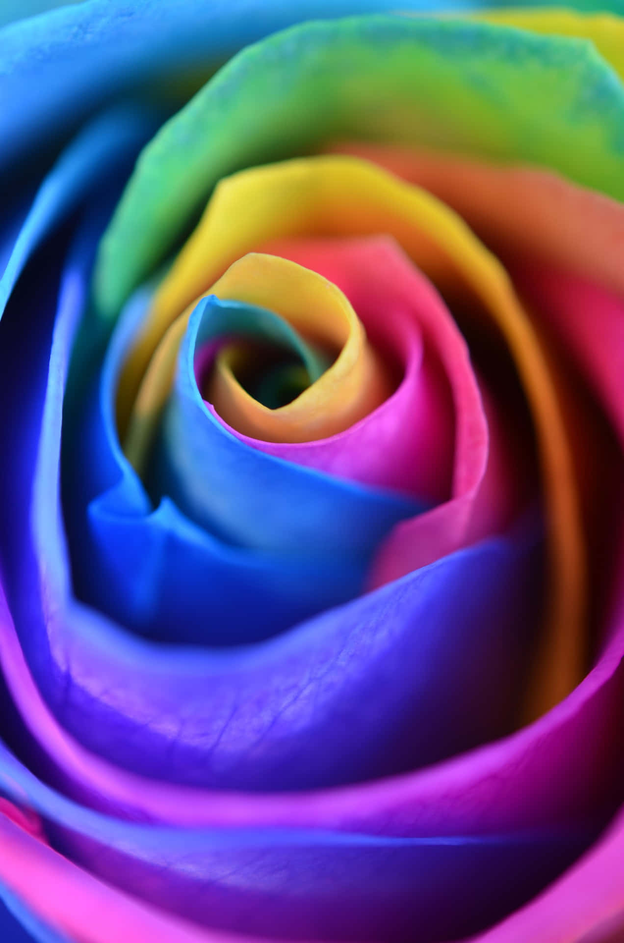 Rainbow Flower Iphone Background