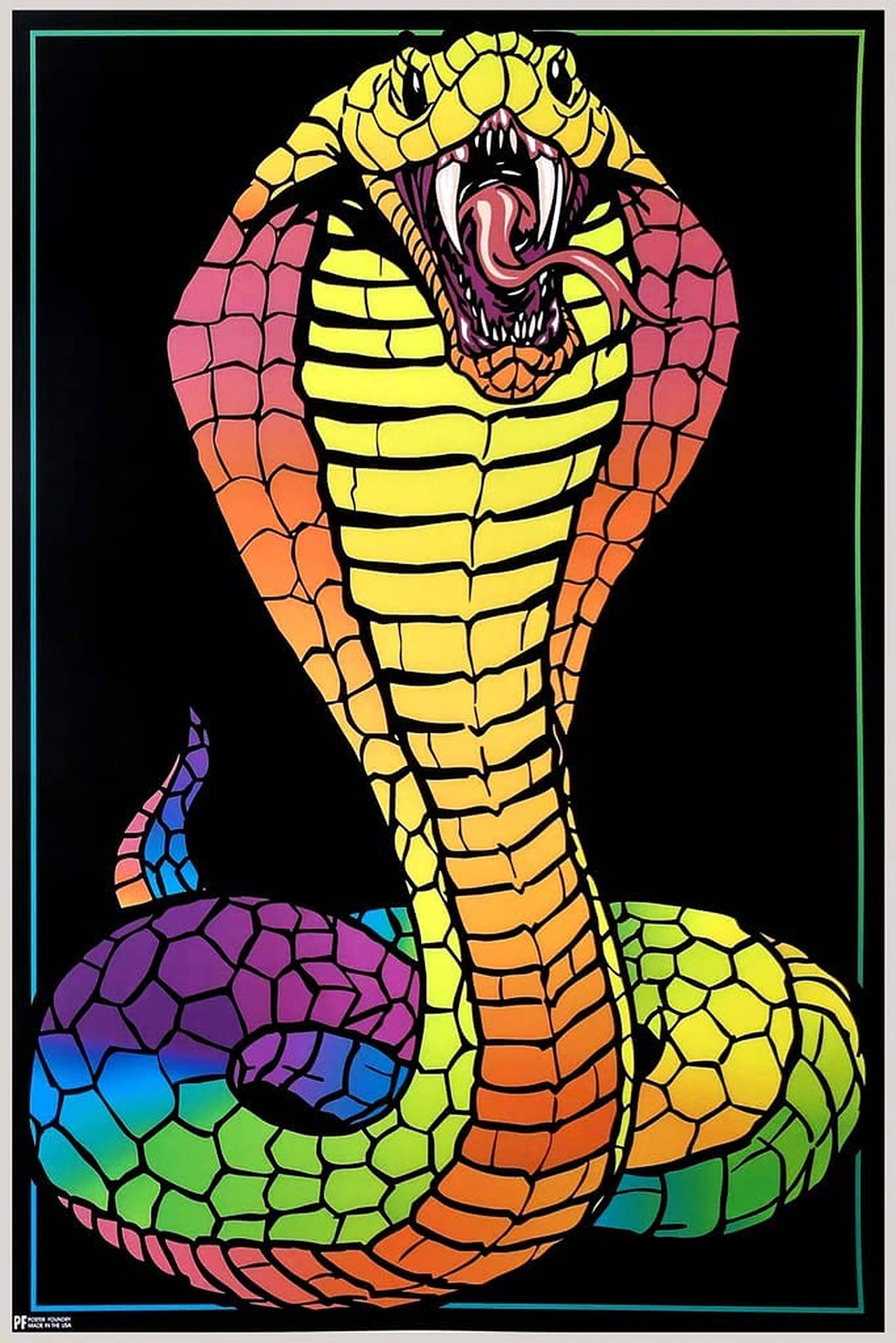 Rainbow King Cobra