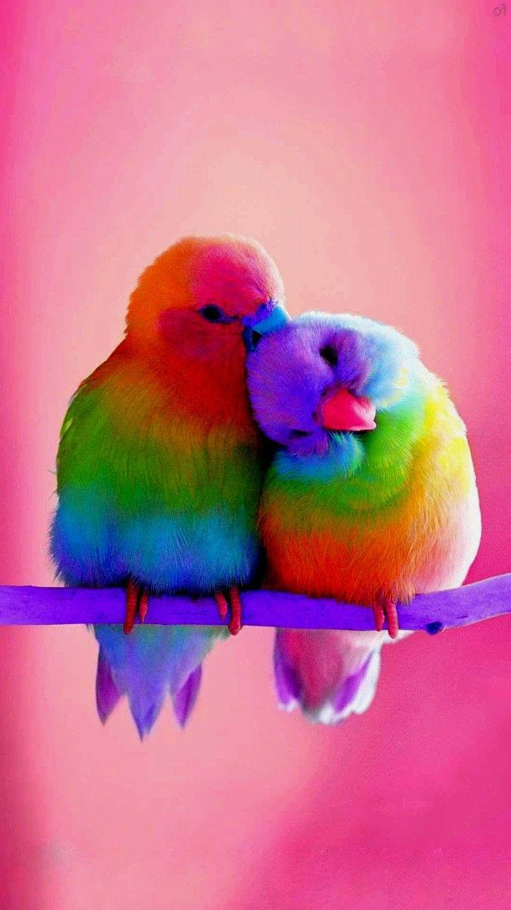 Rainbow Love Birds On Pink Background Background