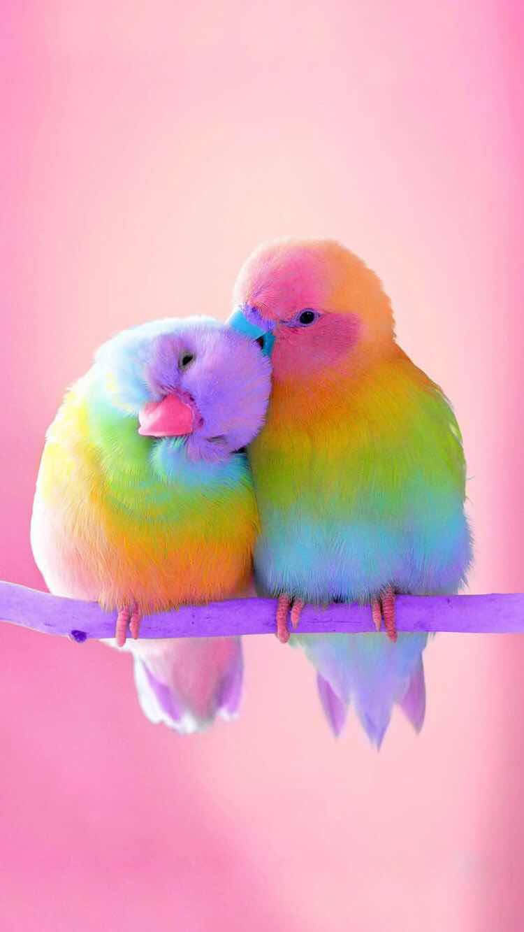 Rainbow Love Birds Background