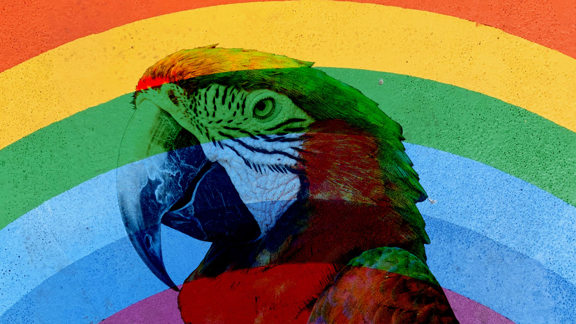 Rainbow Over Parrot Background